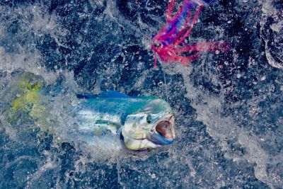 Pêche au gros sept 2017 Dorades coryphènes 